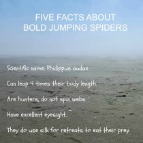 Boldjumpingspiderfacts